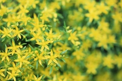 flower_0316