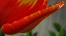 flower_0317