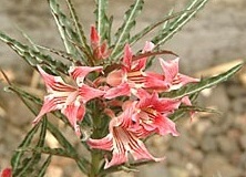 flower_0318