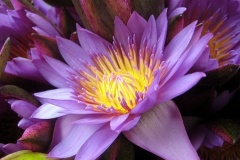 flower_0319