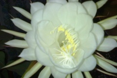 flower_0320