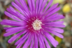 flower_0321