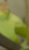 flower_0322