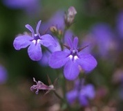 flower_0323