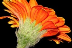 flower_0324