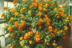 flower_0325