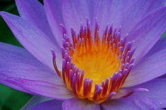 flower_0326