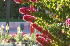 flower_0328