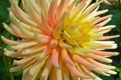 flower_0329