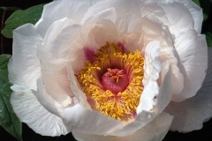 flower_0330