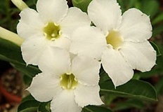 flower_0332