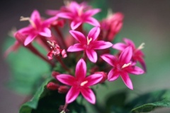 flower_0333