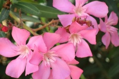 flower_0334