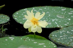 flower_0335