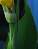 flower_0336