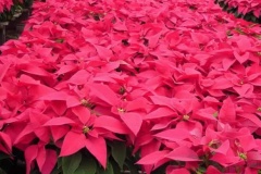 flower_0337