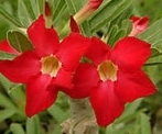 flower_0338