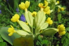 flower_0339