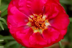 flower_0340