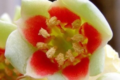flower_0341