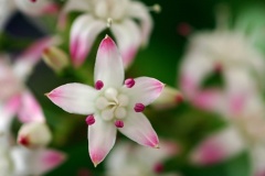flower_0342
