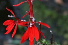 flower_0343