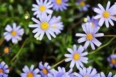 flower_0344