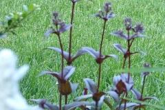 flower_0345