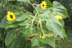 flower_0346