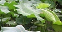 flower_0347