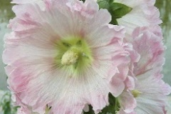 flower_0348
