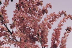 flower_0349