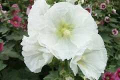 flower_0350