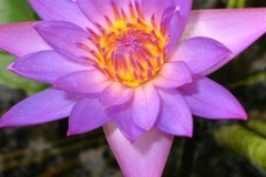 flower_0351
