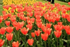 flower_0352