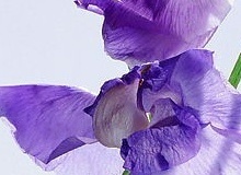 flower_0353
