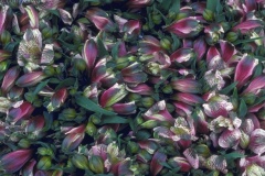 flower_0354