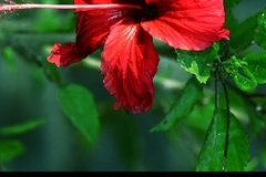 flower_0355