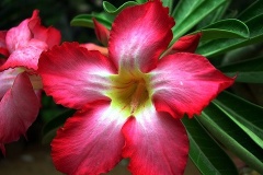 flower_0357