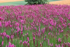 flower_0358