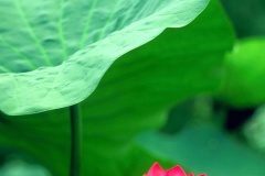 flower_0359