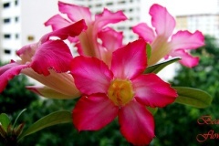 flower_0360
