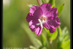 flower_0361