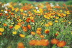flower_0362