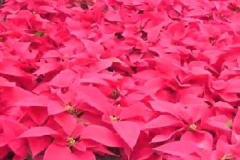 flower_0364