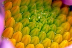 flower_0366