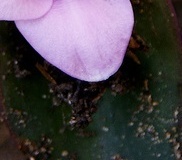 flower_0367