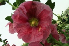 flower_0368