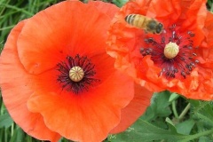 flower_0369