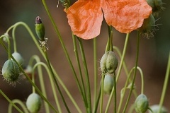 flower_0370